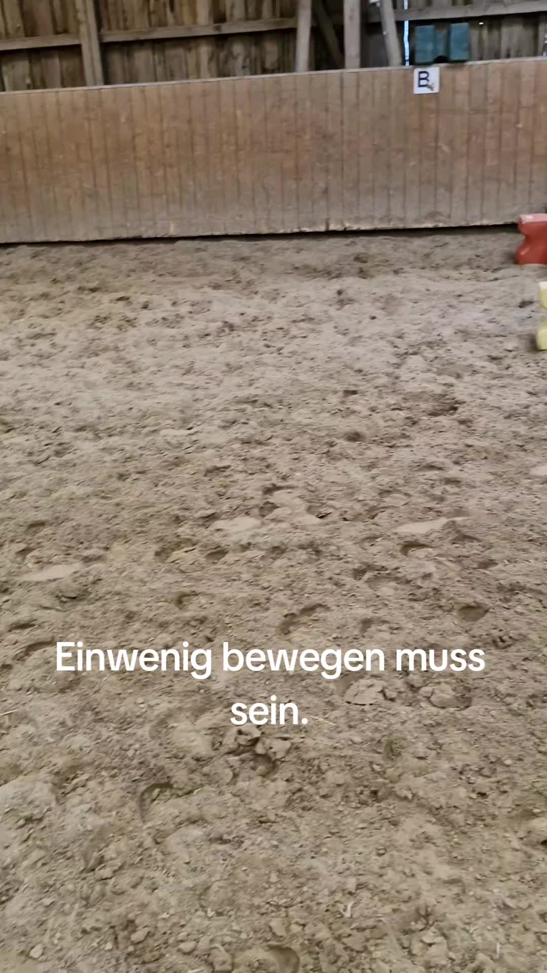 @Katinka, Peach 🐴 und Toffee🐶