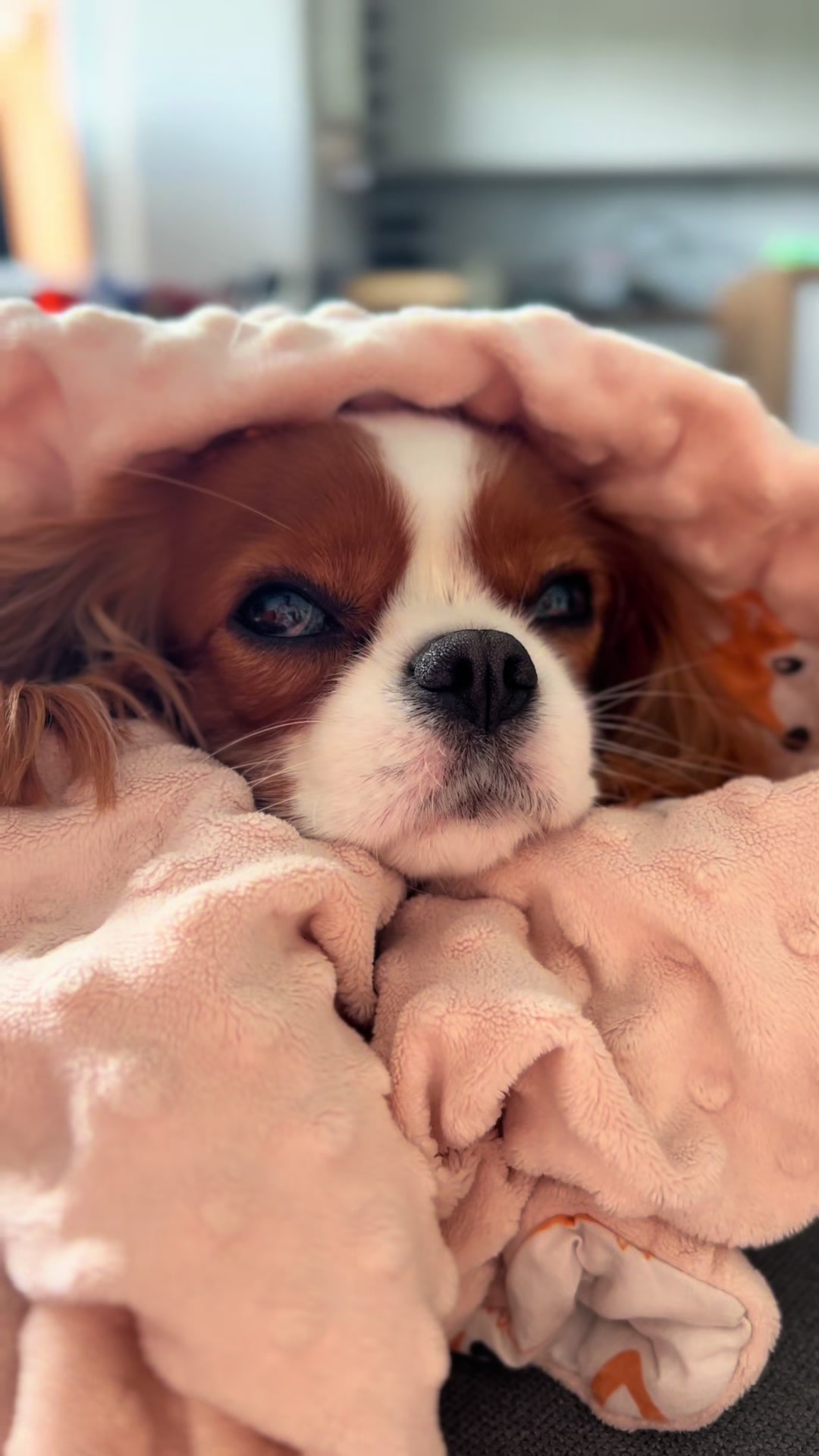 @Lilly Cavalier 🐶