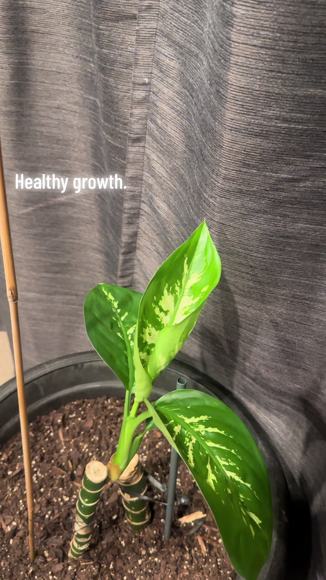 @MoePlantDad