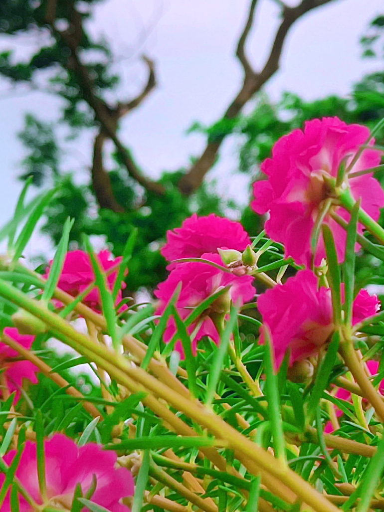 @🪺🦋বাংলার প্রকৃতি 🌾🌹