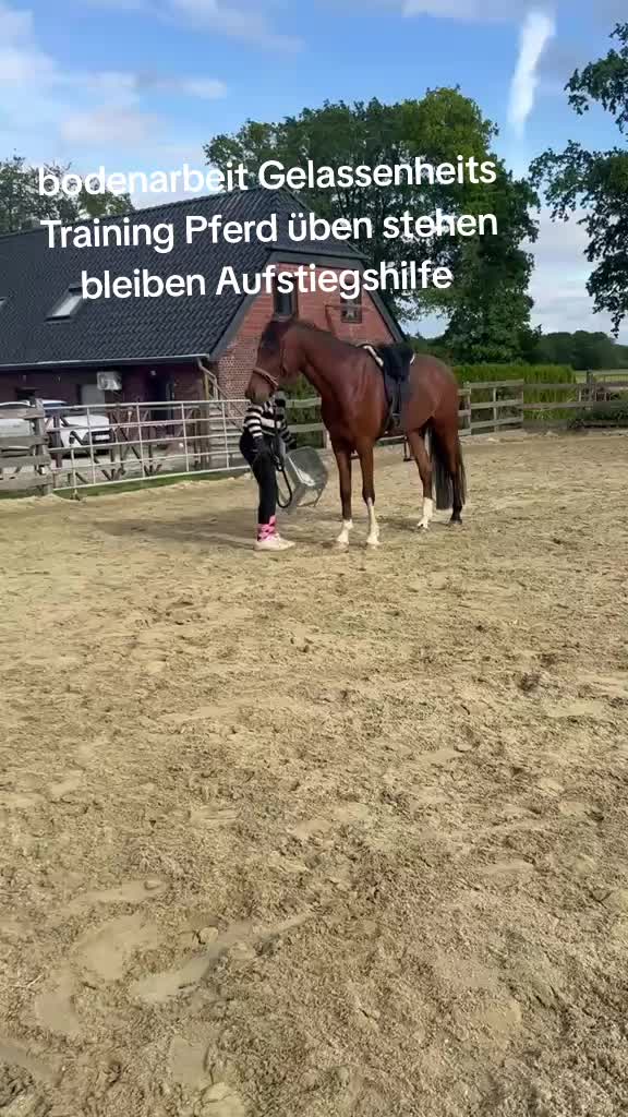 @Steffis_horse_world
