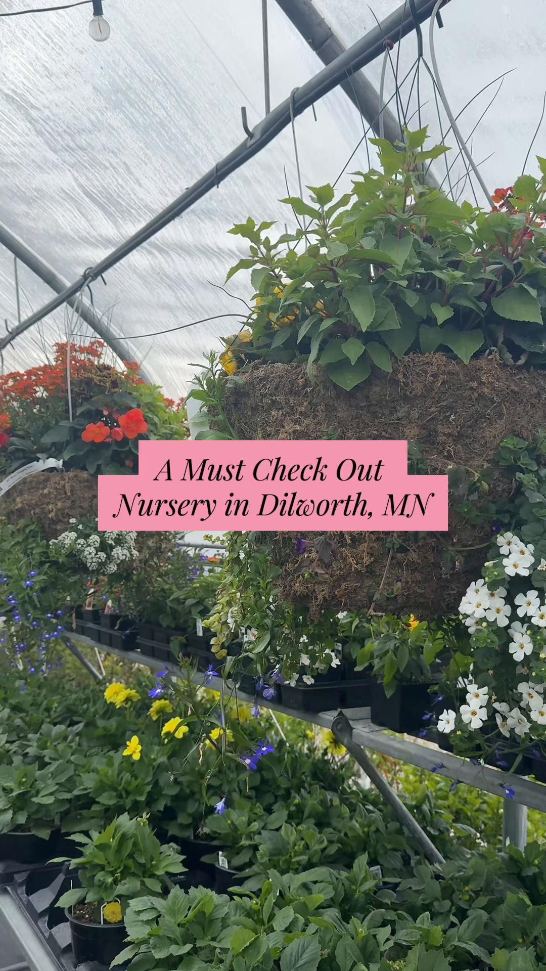@Ness Rose | Plant Fanatic ✨
