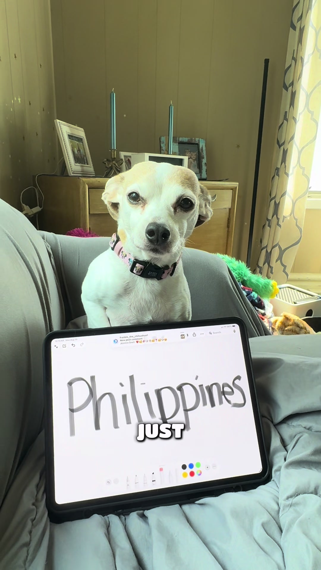 @Frankie the Chihuahua