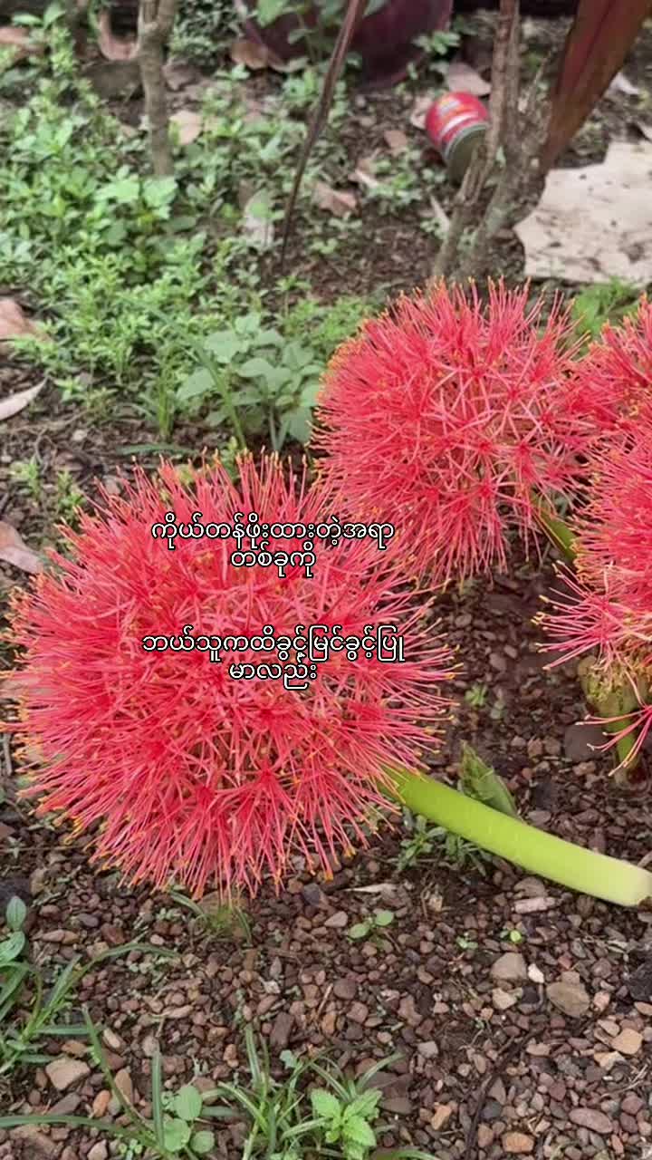 @Nan Si Thu Moe