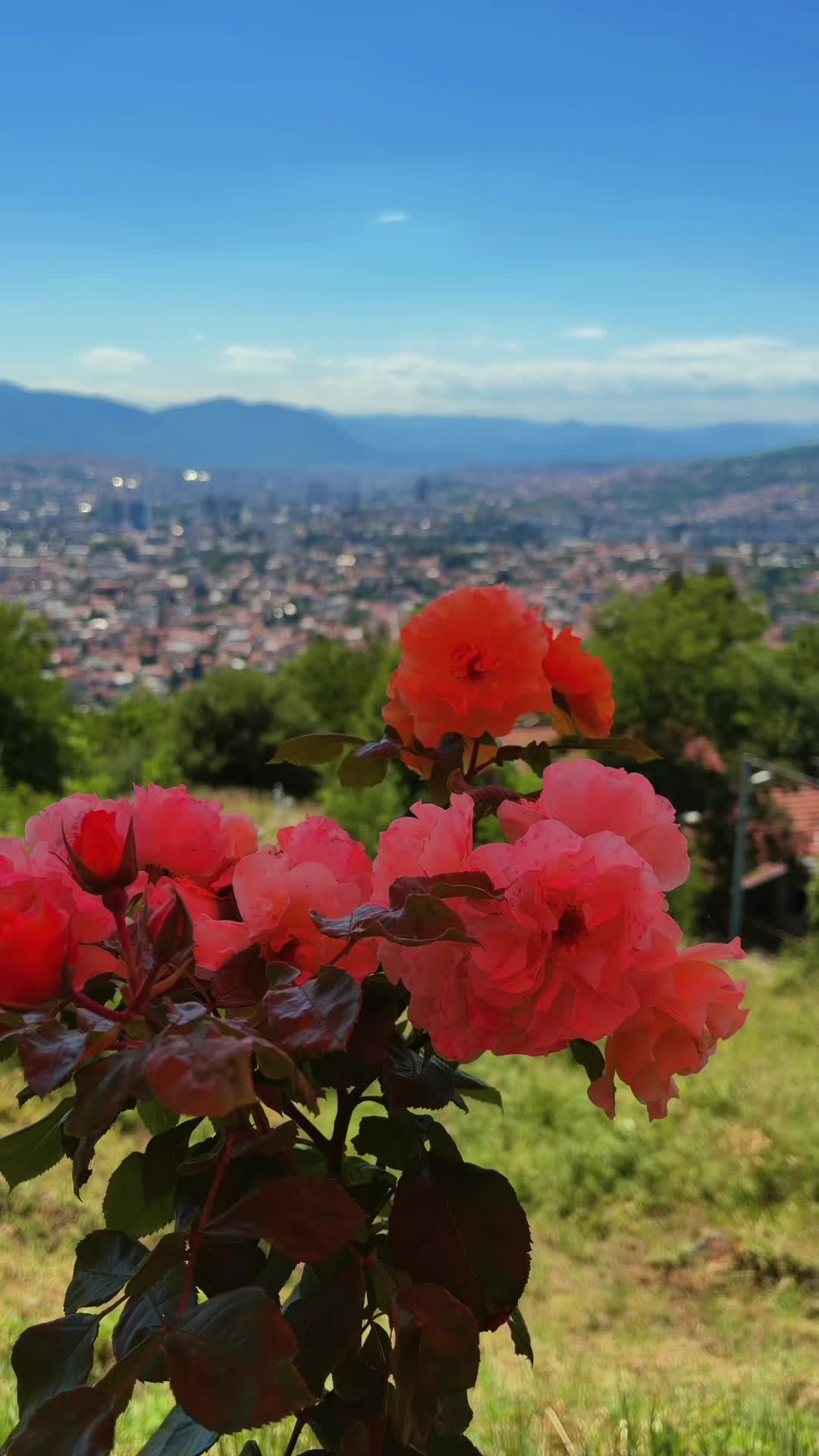 @Roseina🥀