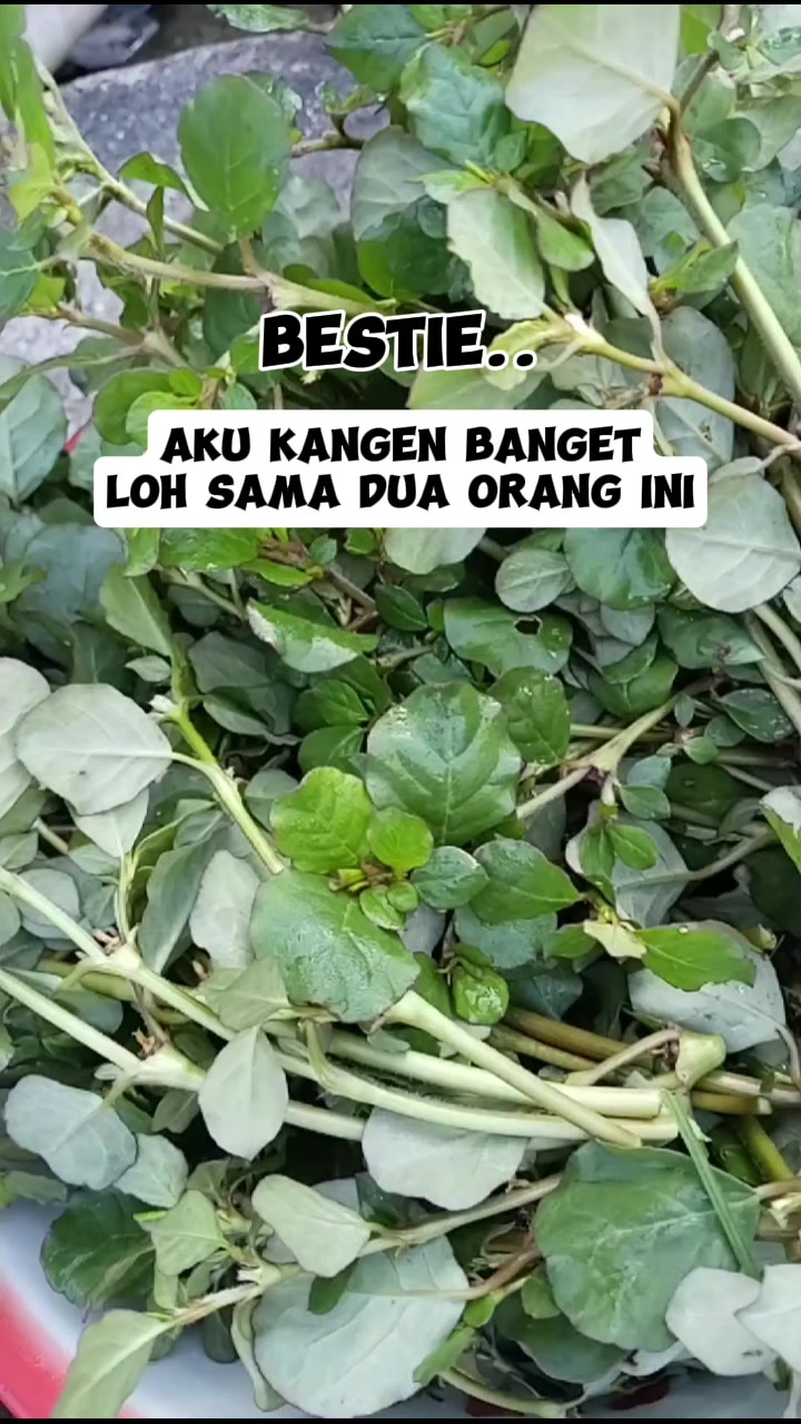 @MAK ANJANI