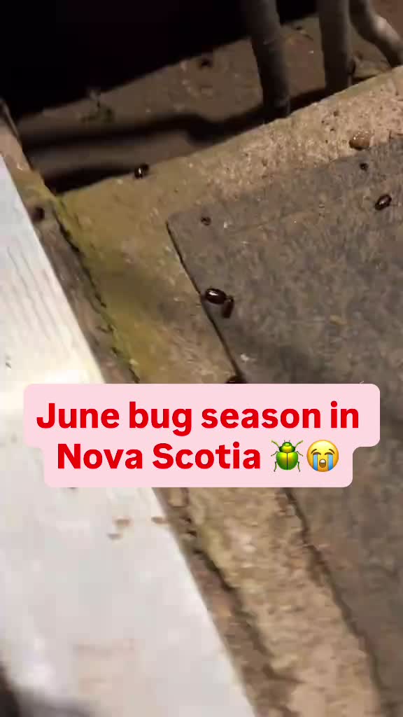 @northlyhalifax