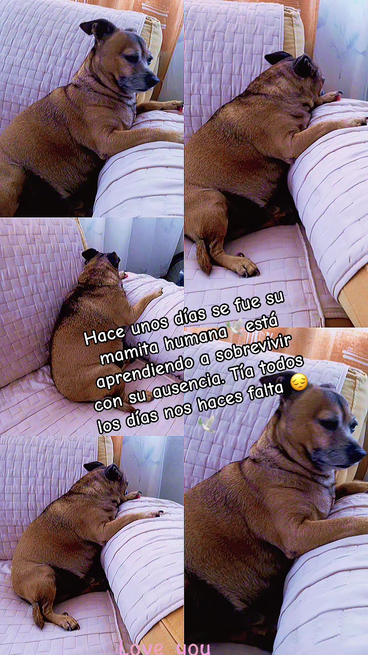 @Lisi