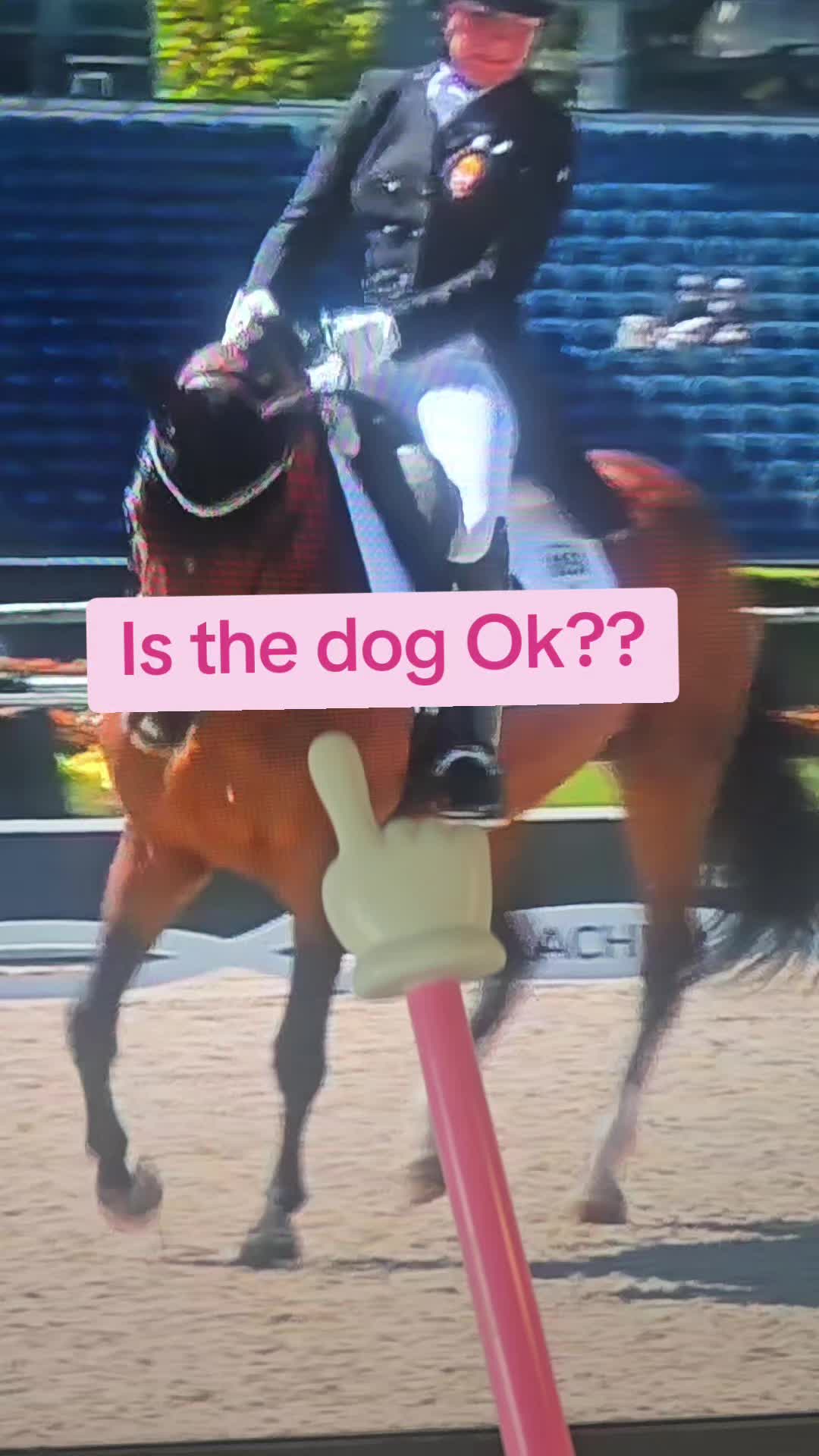 @DressageHub