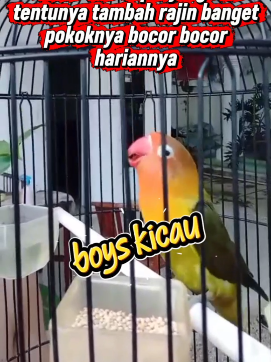 @boy kicau