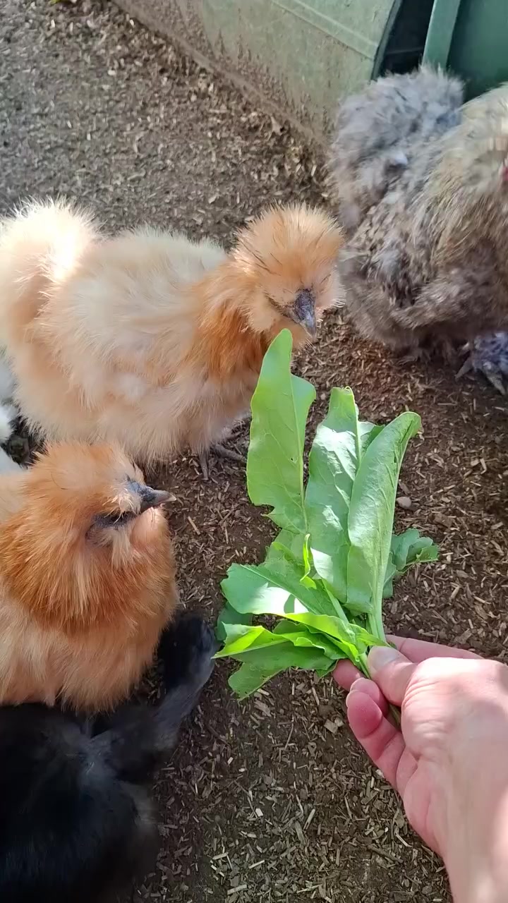 @SMART ORNAMENTAL FARM