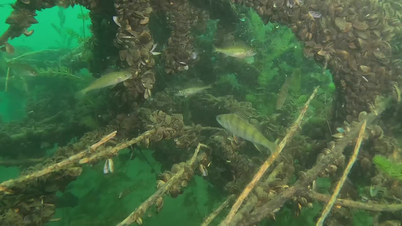 @Zarifov Roman😎