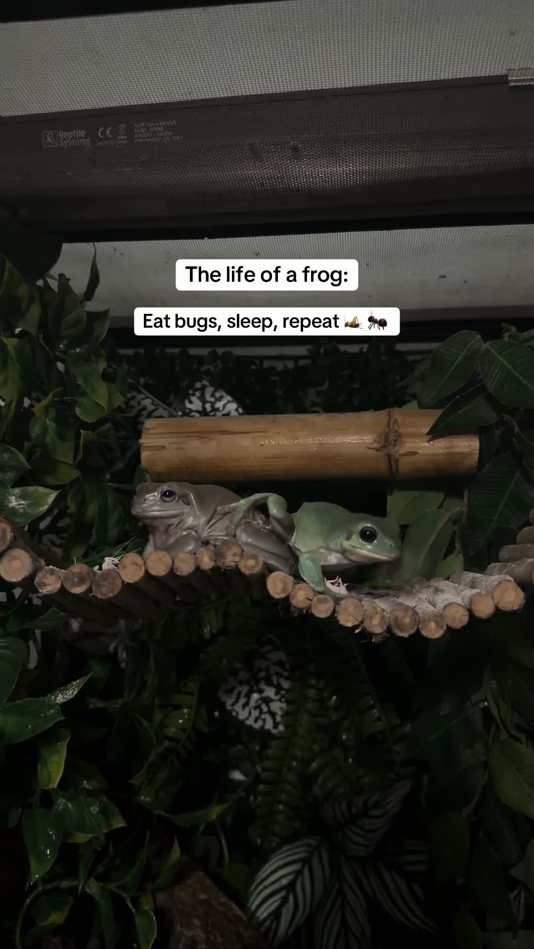 @frogsandoddities