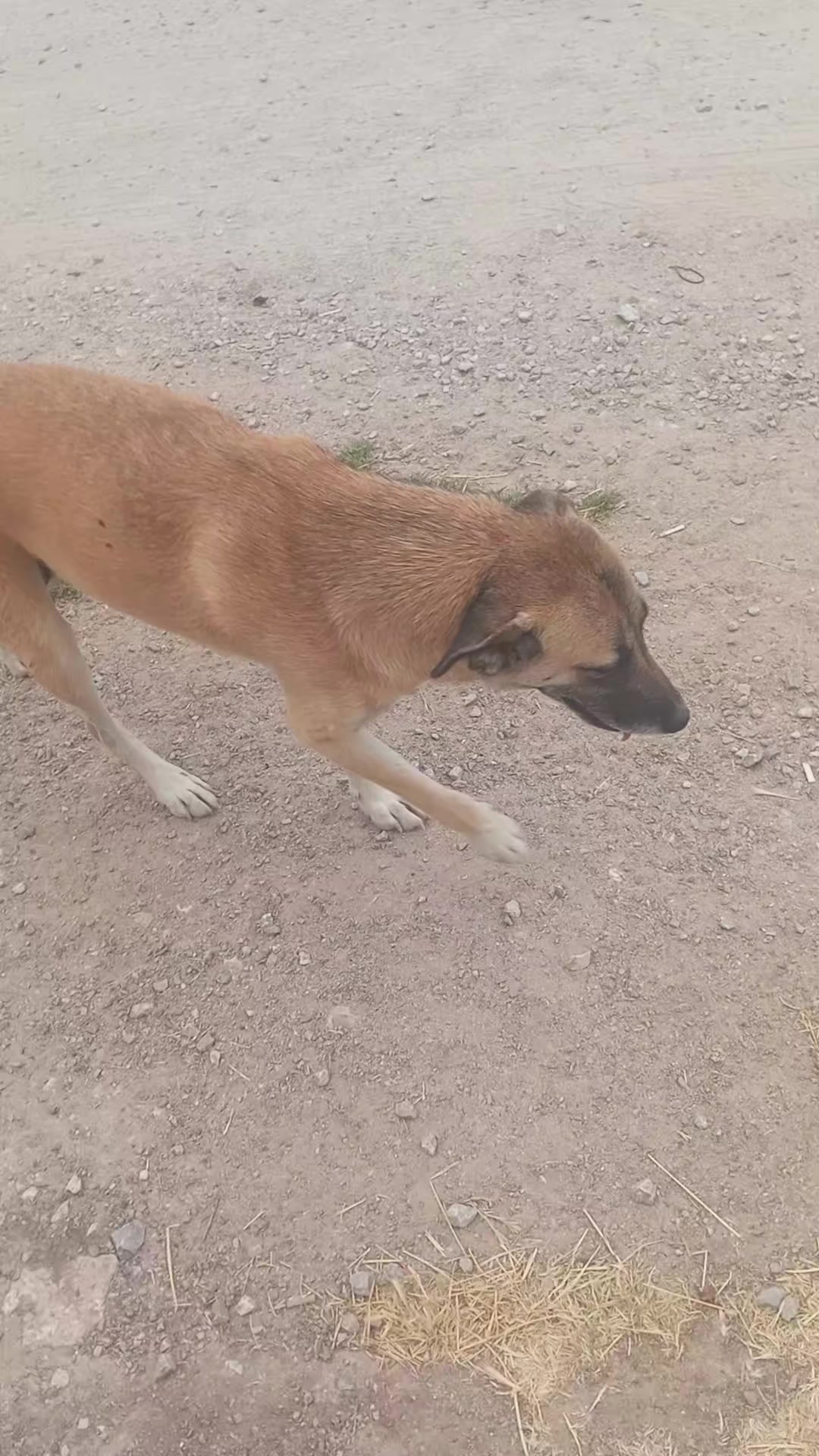 @UMUT BEKLEYEN PATİLER, 🐶💕🐱?