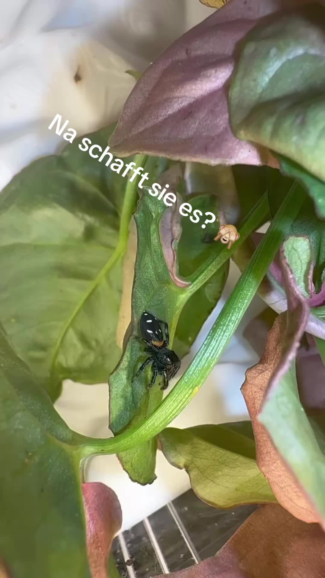 @Home-of-Insects