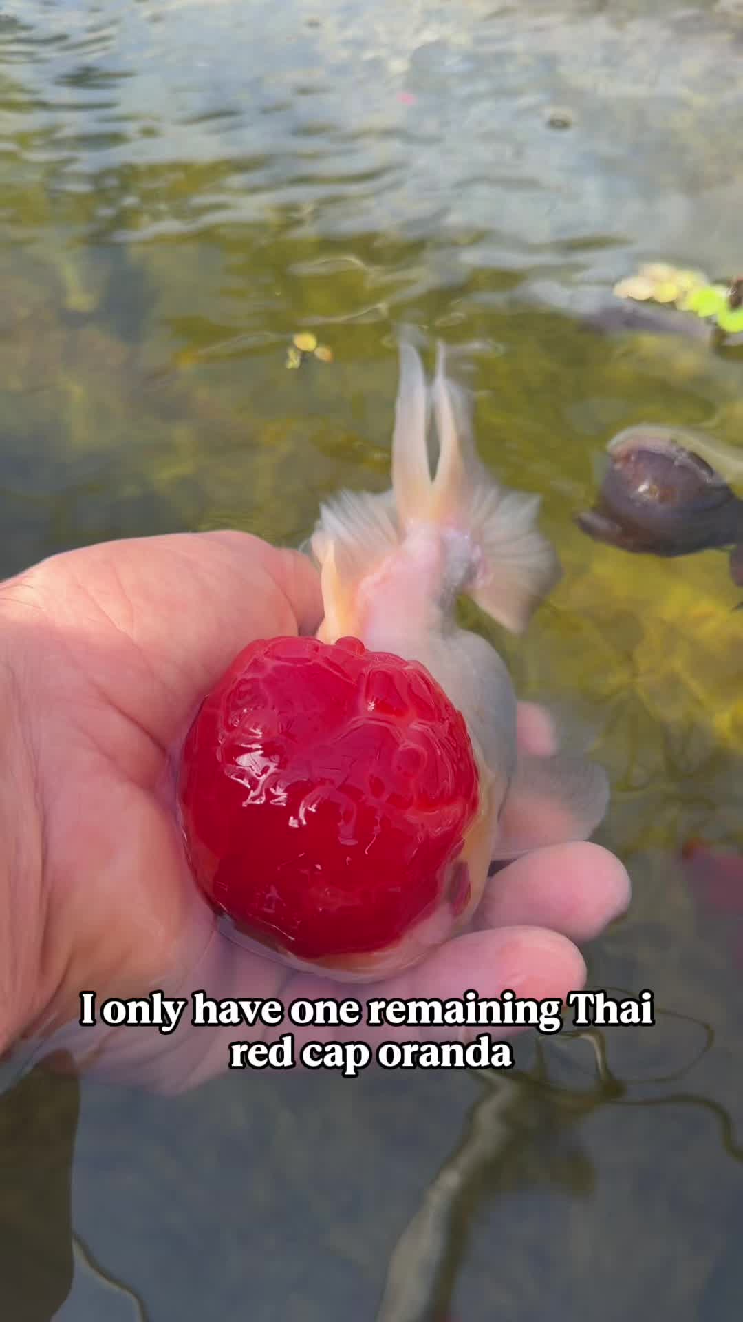 @The Goldfish Guy