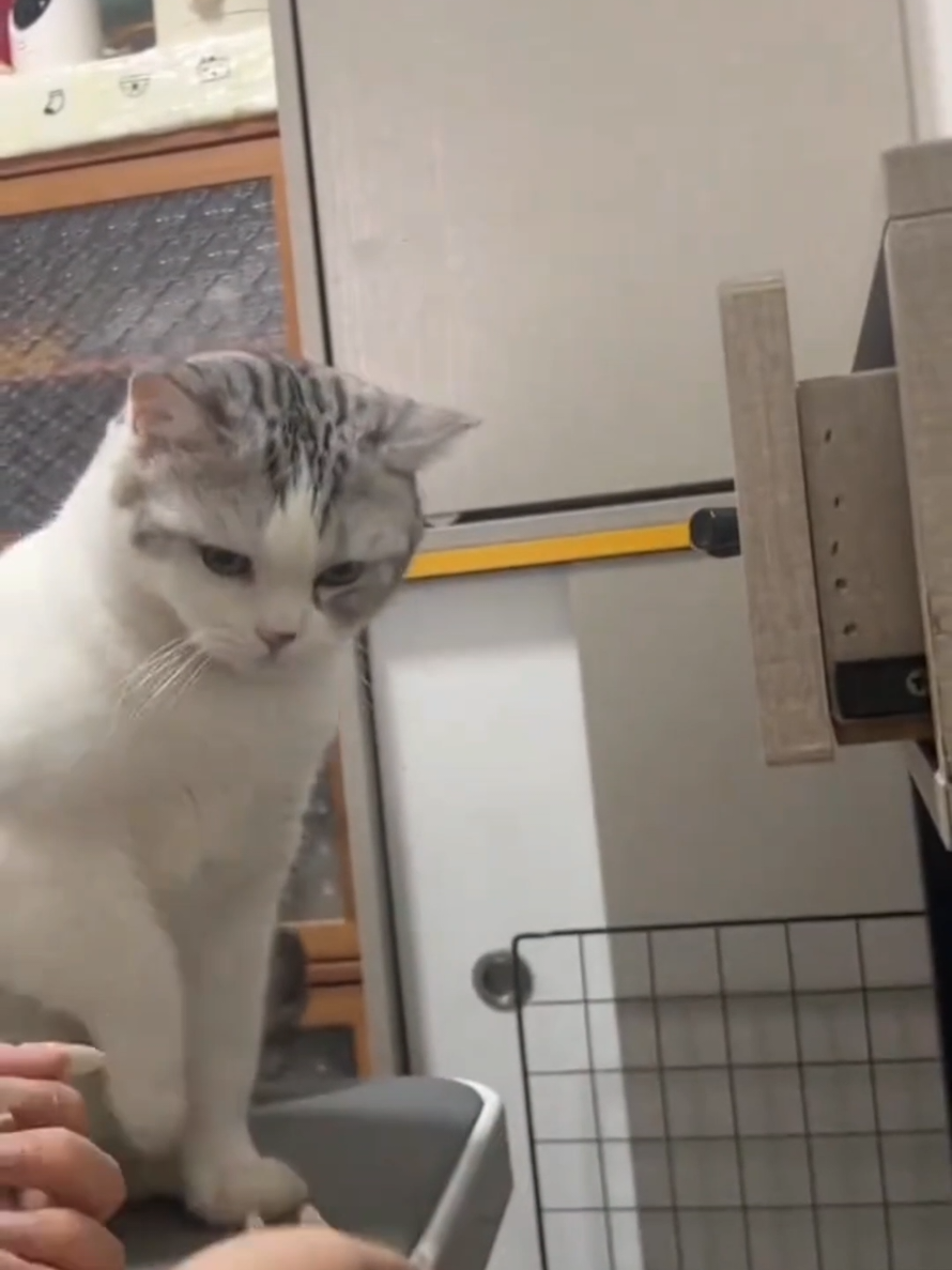 @Paw Pet