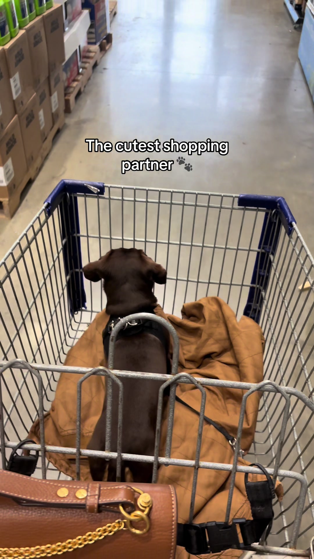 @Willie the Wiener Dog