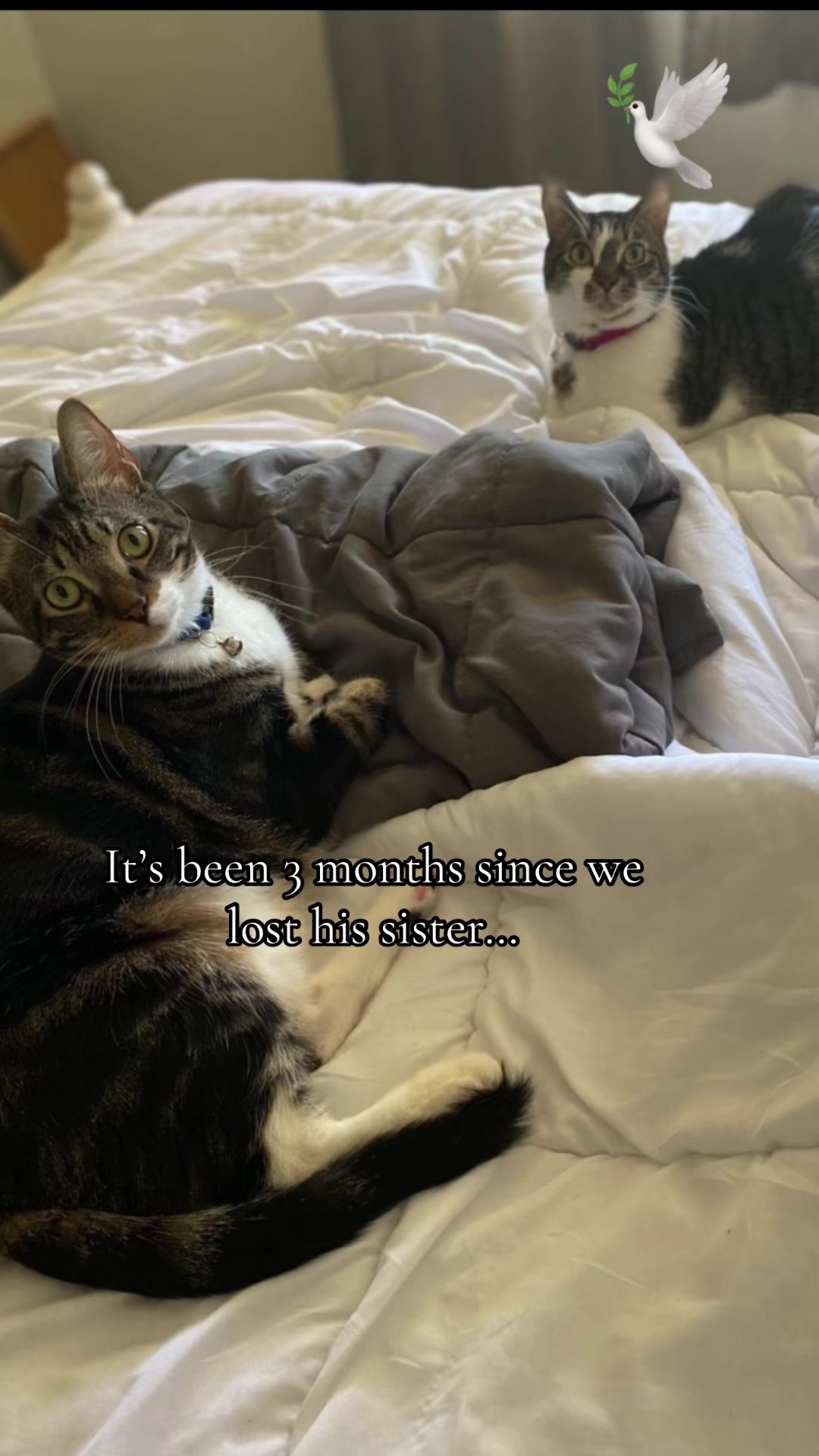 @ʜᴇʏ ʀɪᴋɪ