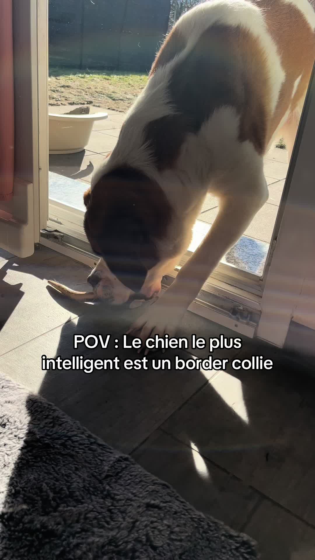 @Xena le St Bernard