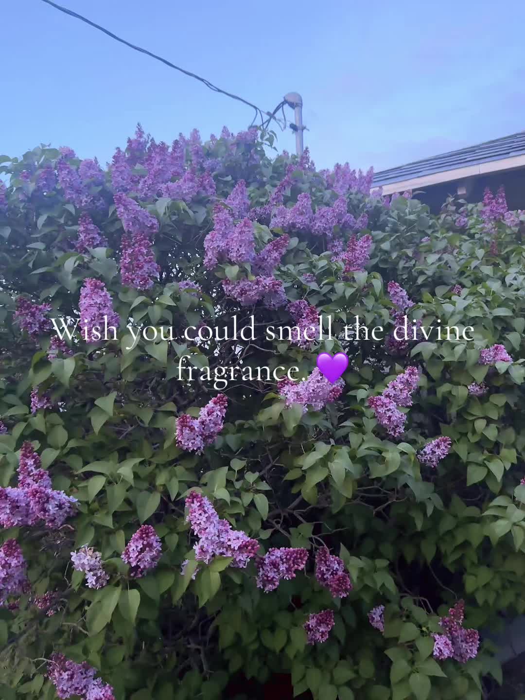 @Deshell 🐚