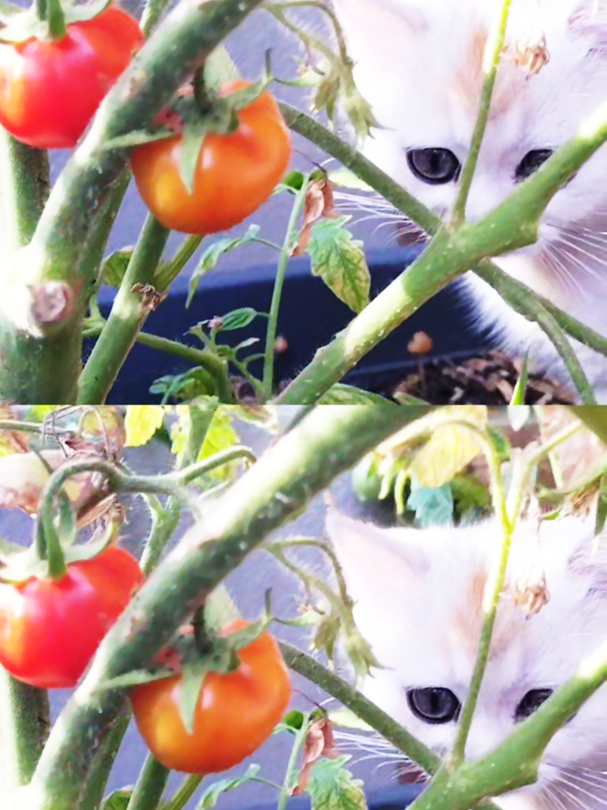 @BKH-KITTEN