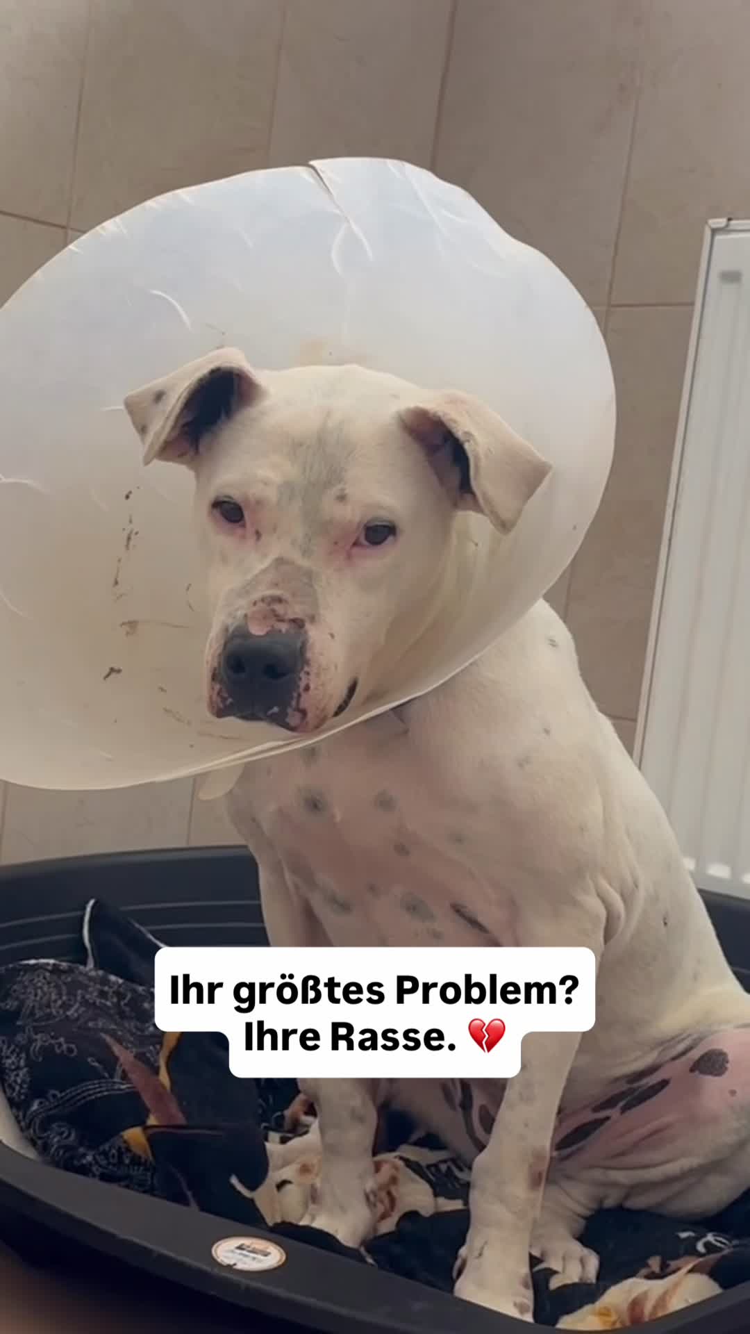 @Tierseelen 🐕
