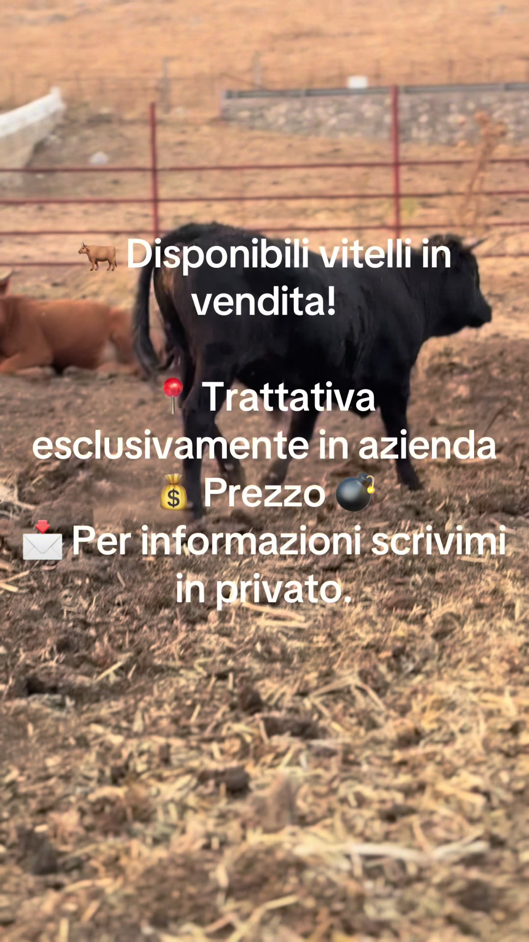 @BADALAMENTI|allevamenti