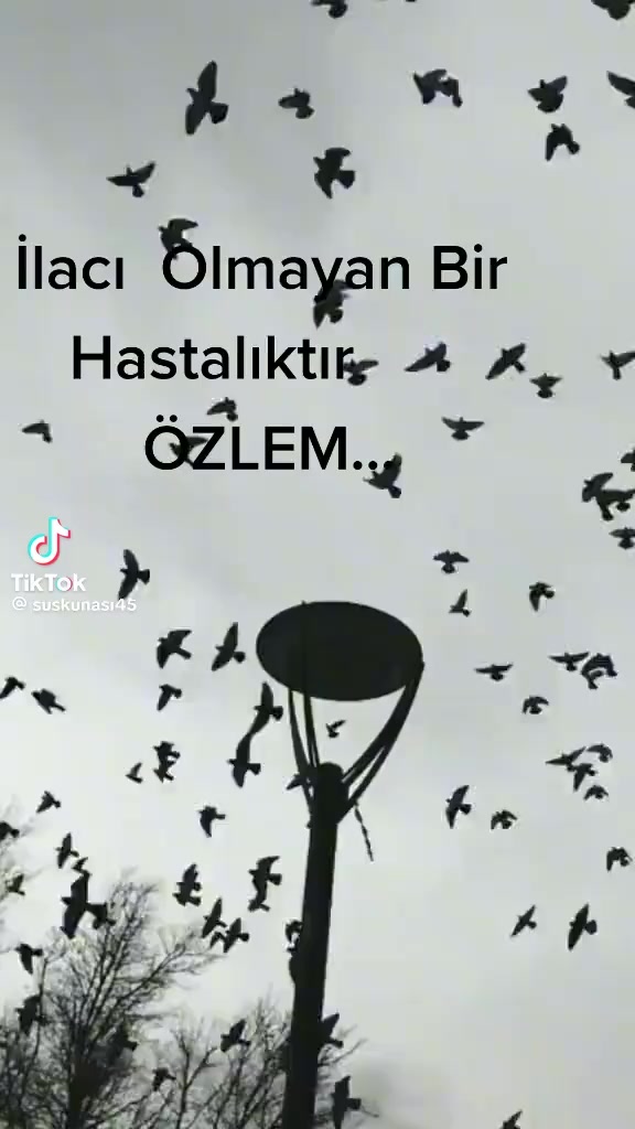 @Senol Ceylan740