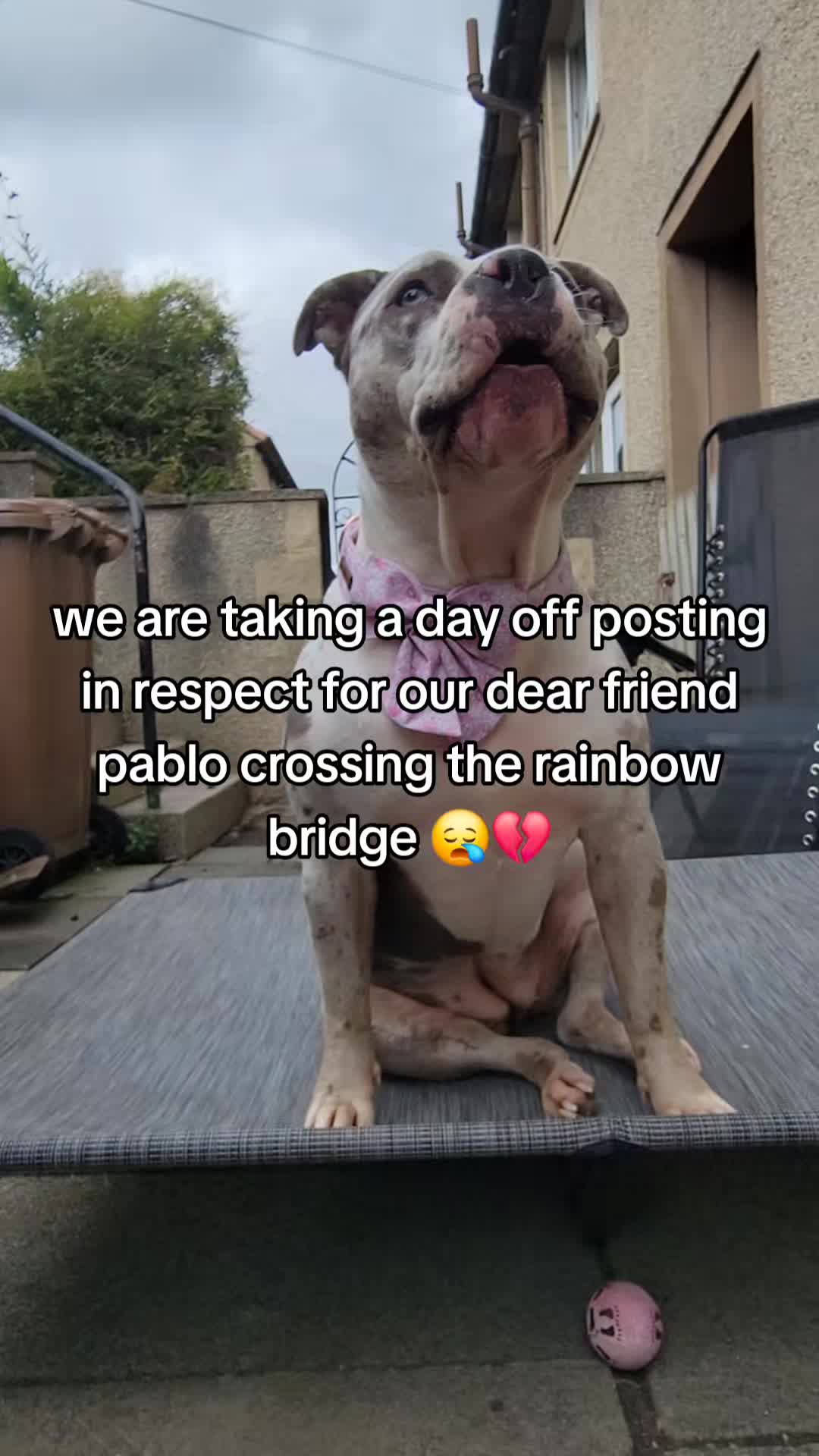 @kirsty+starlight the xl bully