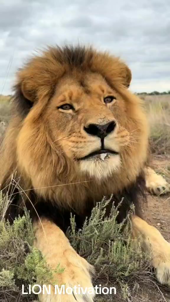 @LION MOTIVATION 🇨🇩🇨🇩🇨🇩