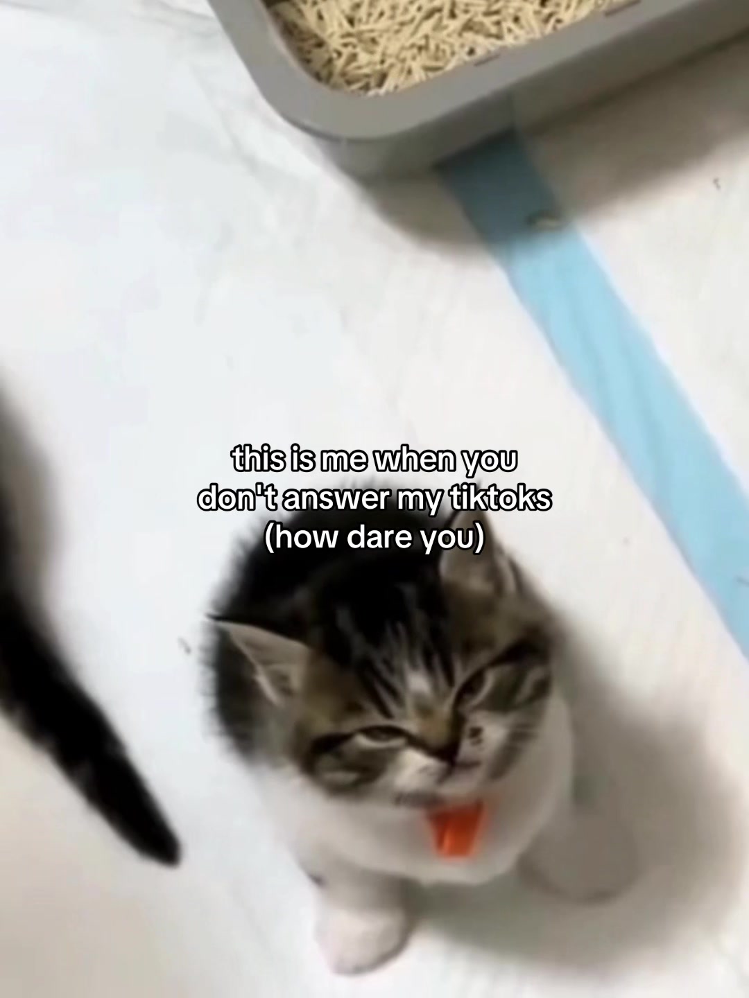 @Alice.cattok