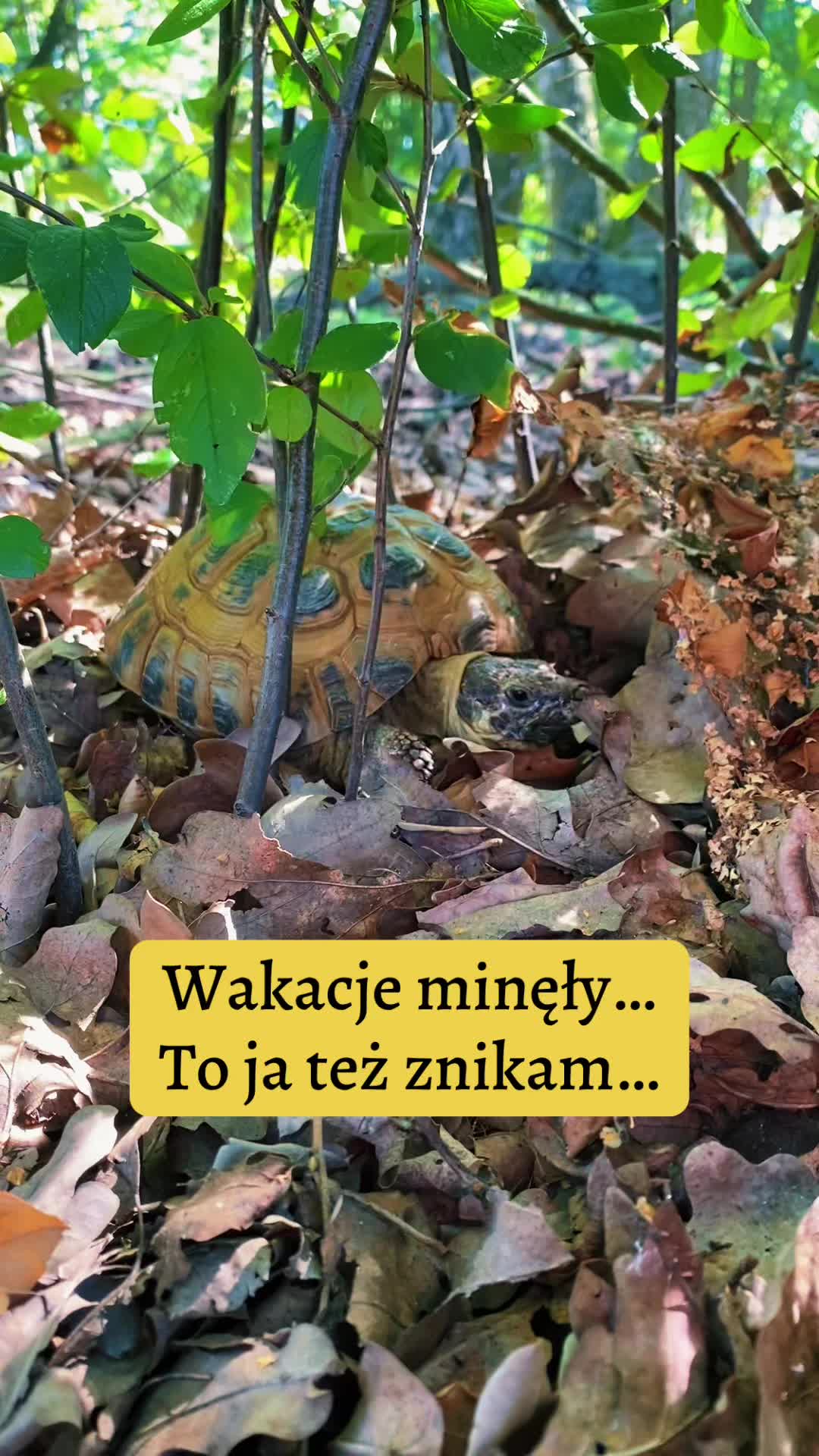 @Żółw Stefan Pierwszy