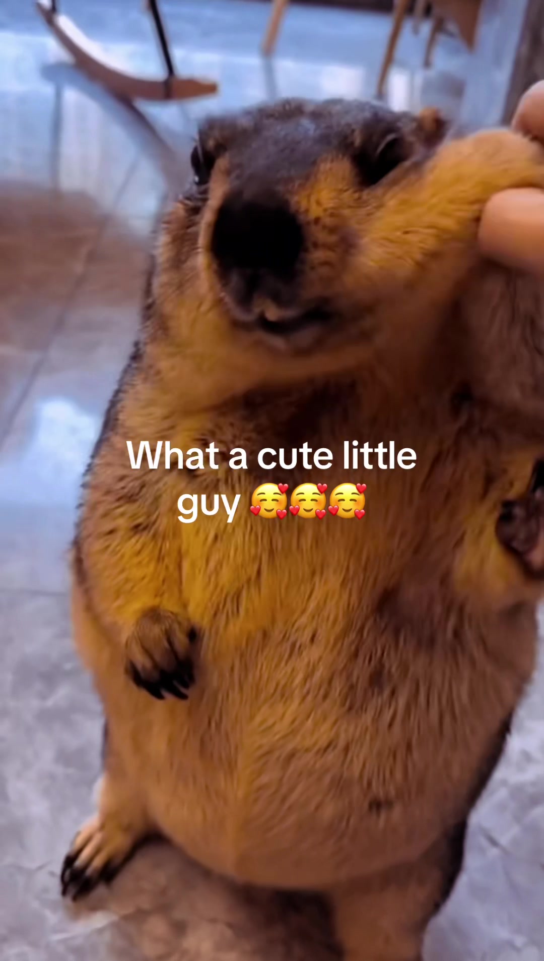 @Mr. Marmot