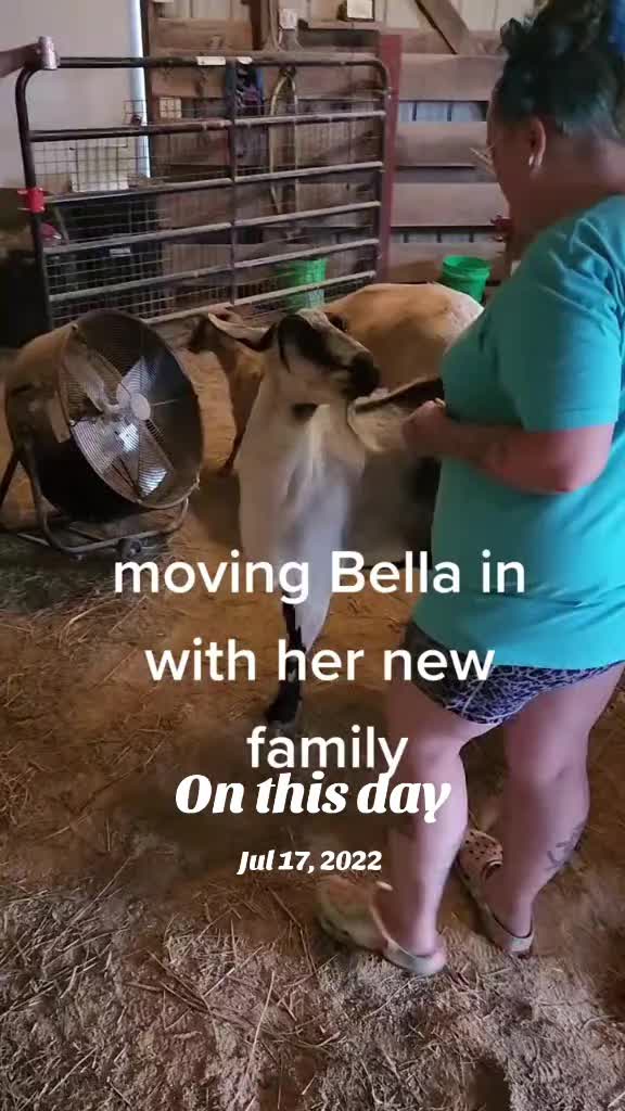 @HarmonyHillFarmSanct