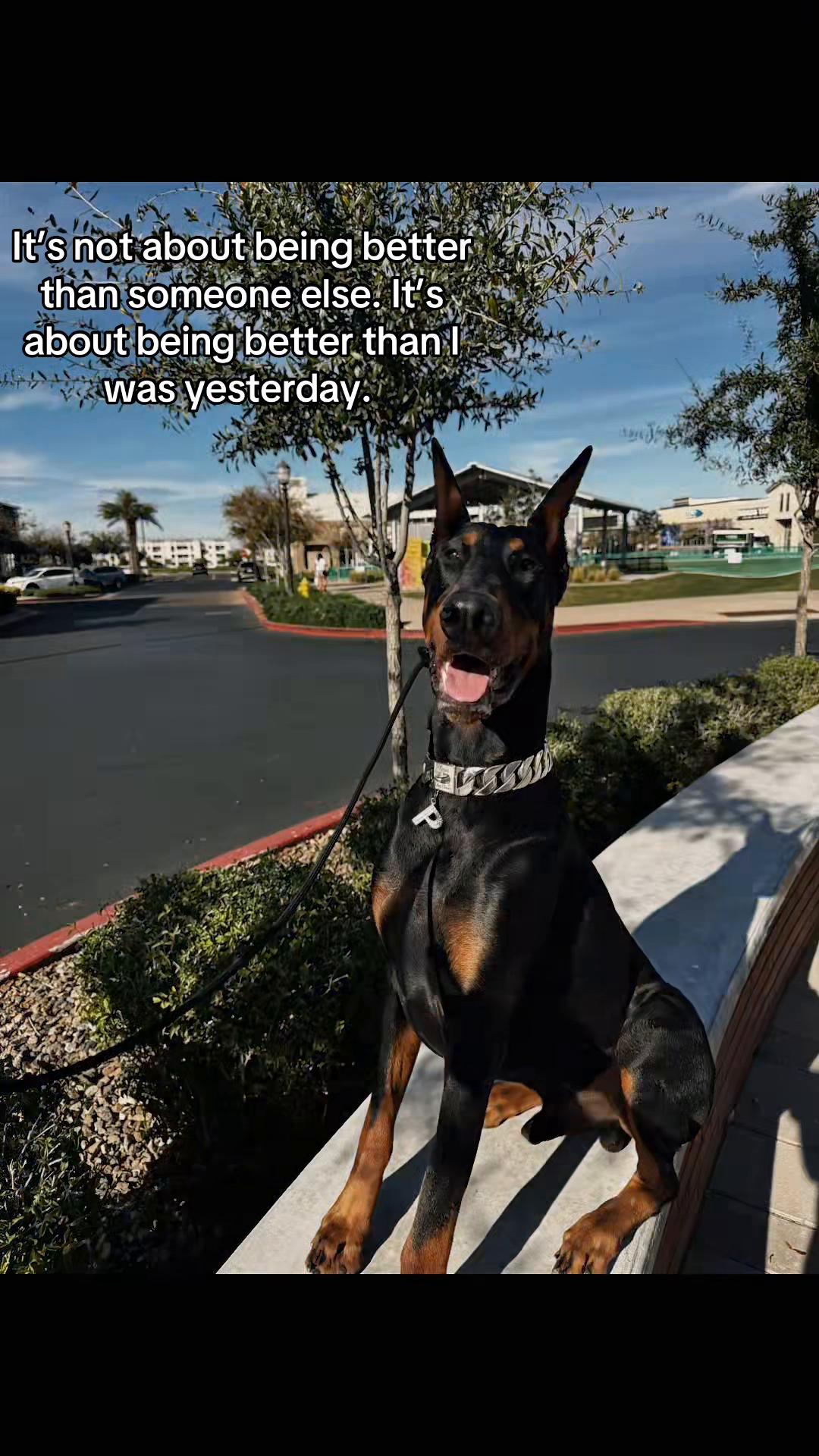 @Phantom The Service Dog