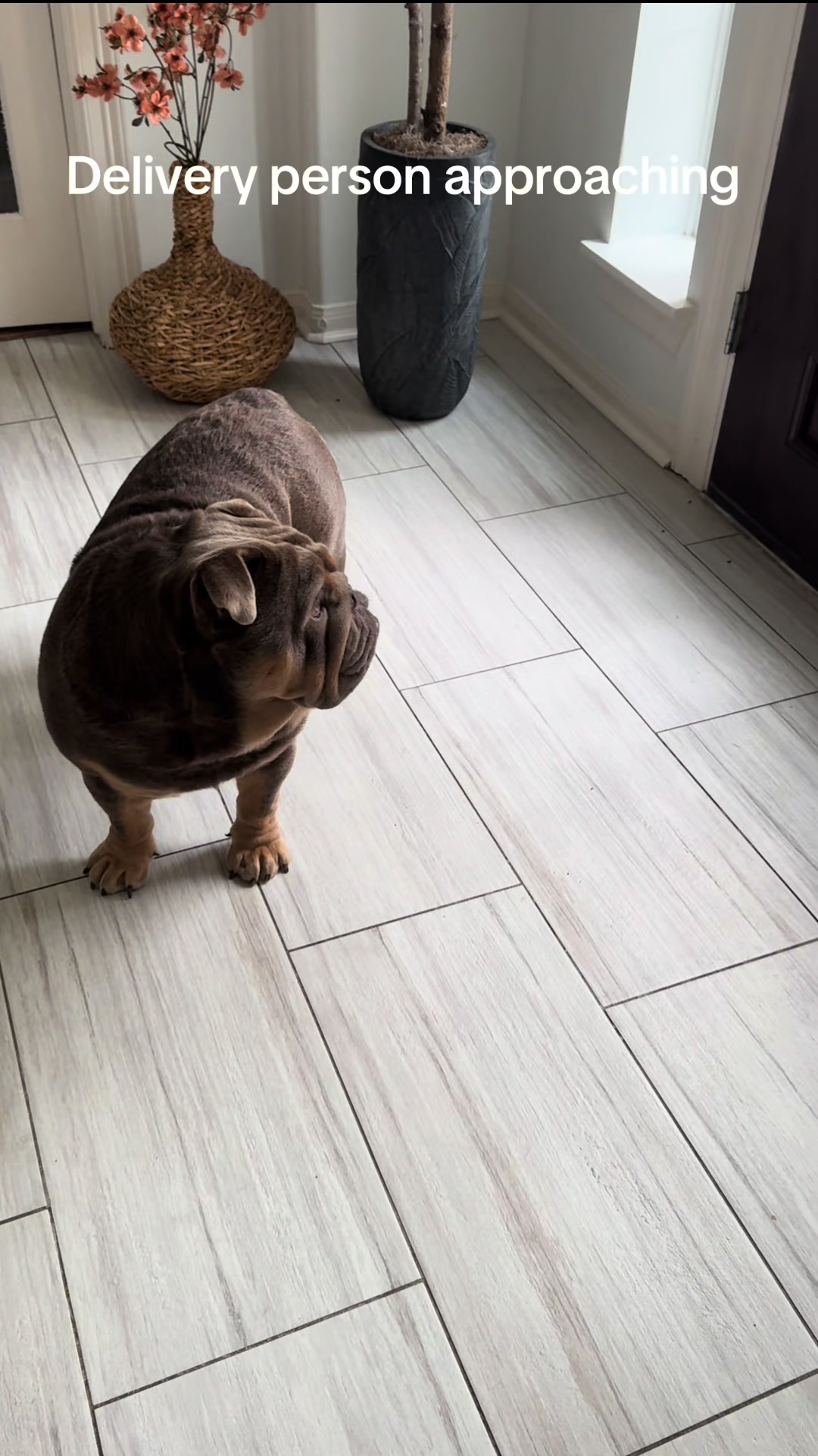 @RawlsTheBulldog