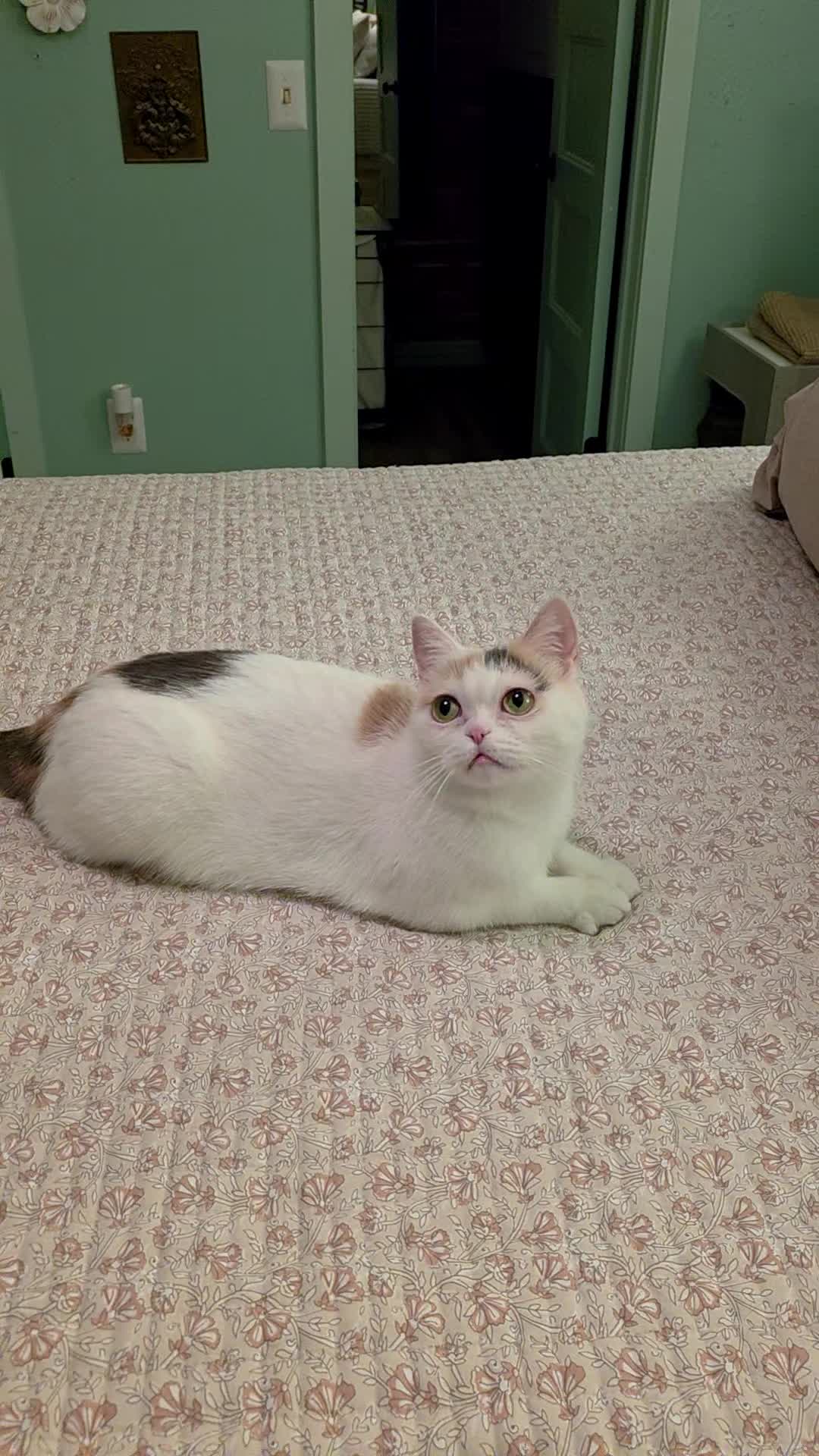 @South Texas Persian Rescue