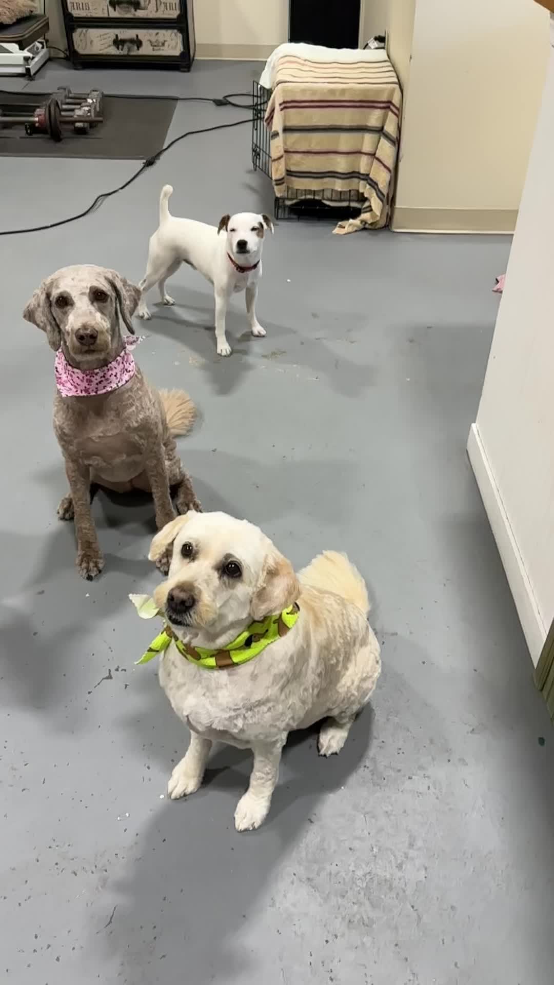 @K-9 Cleaner🐶