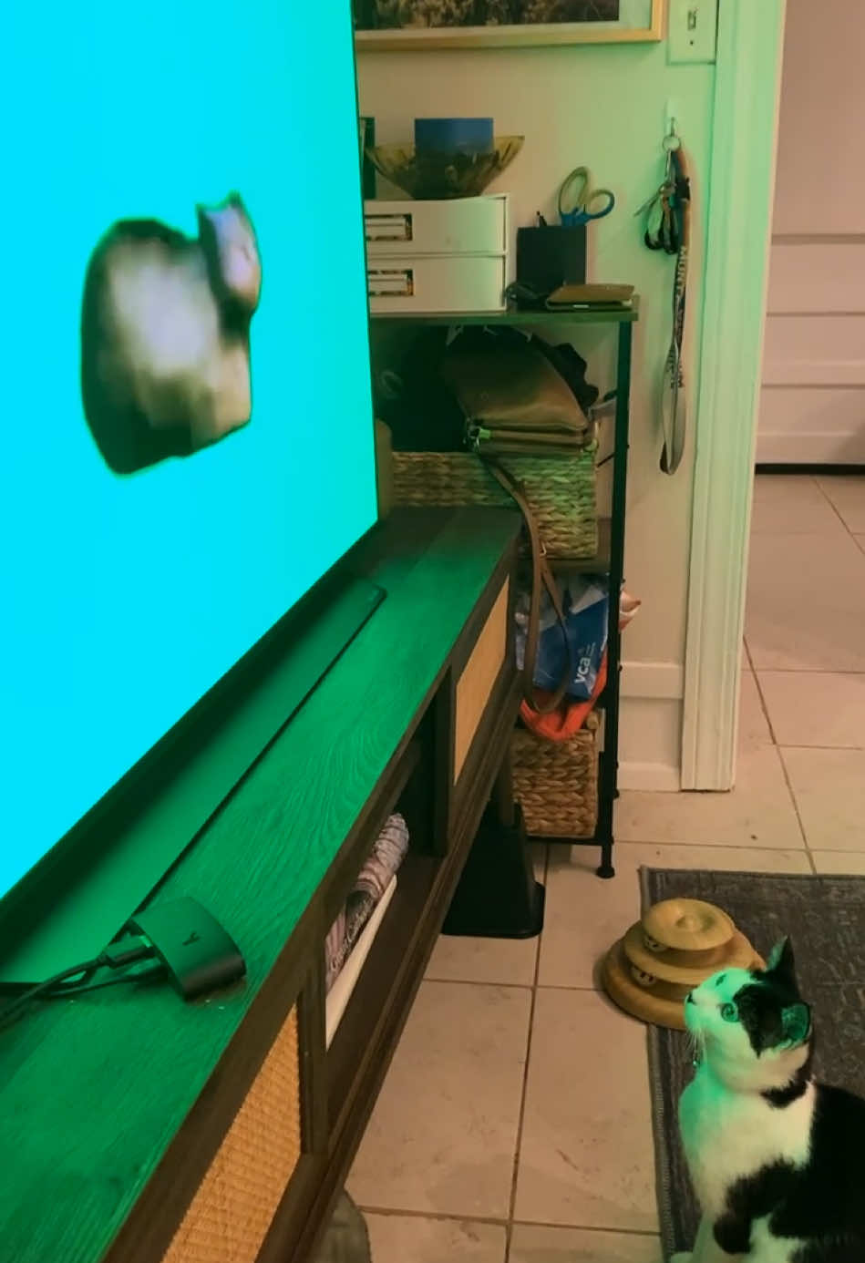 @seaturtlemafia