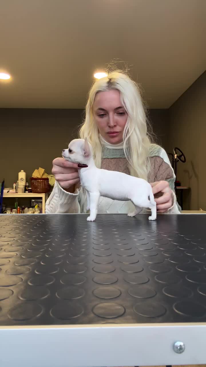 @kate_pomeranianl
