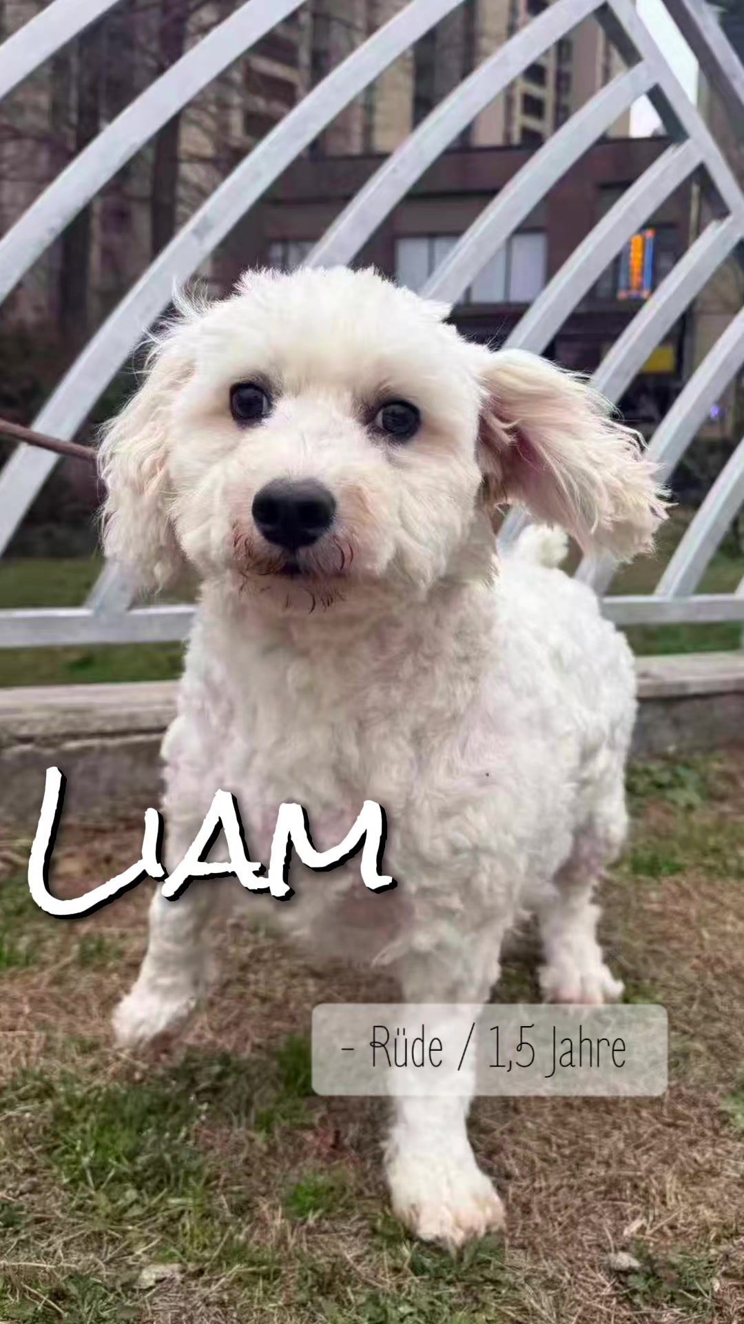 @Bao_En_Temple_animalrescue