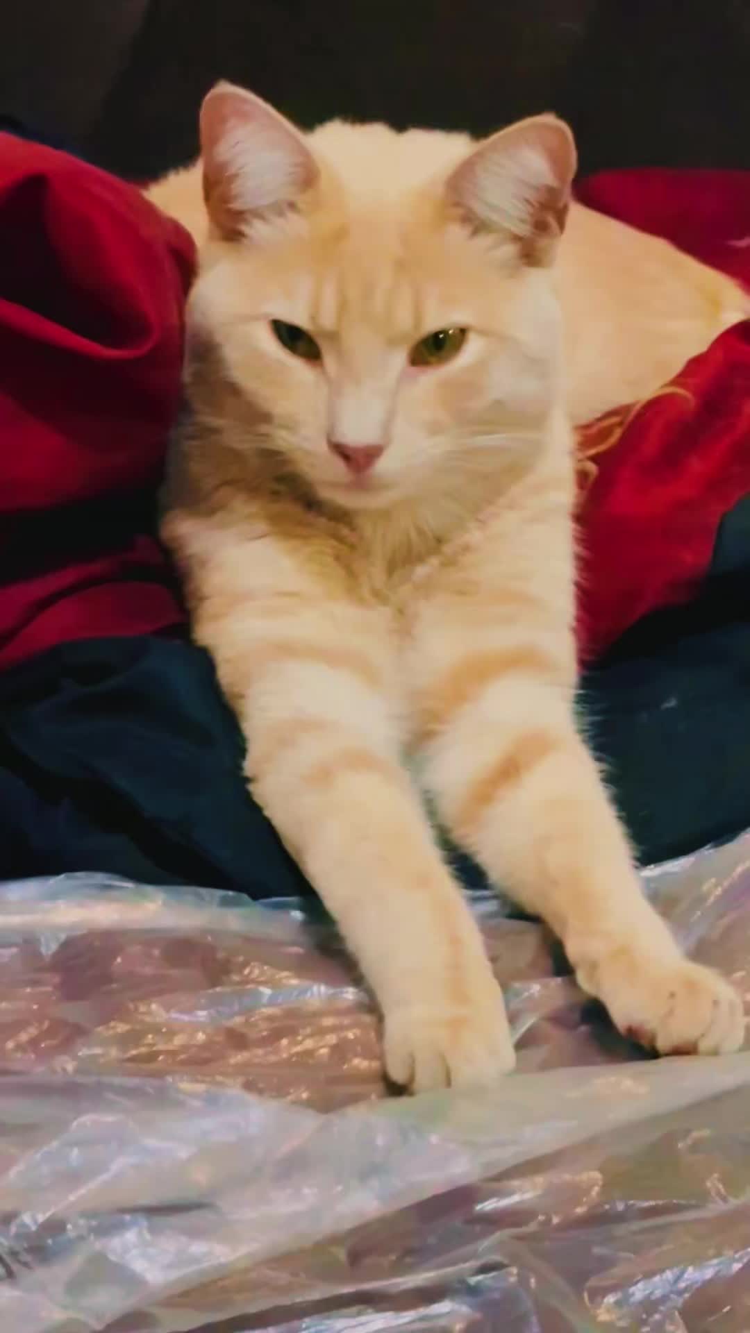 @pantherthecat_28
