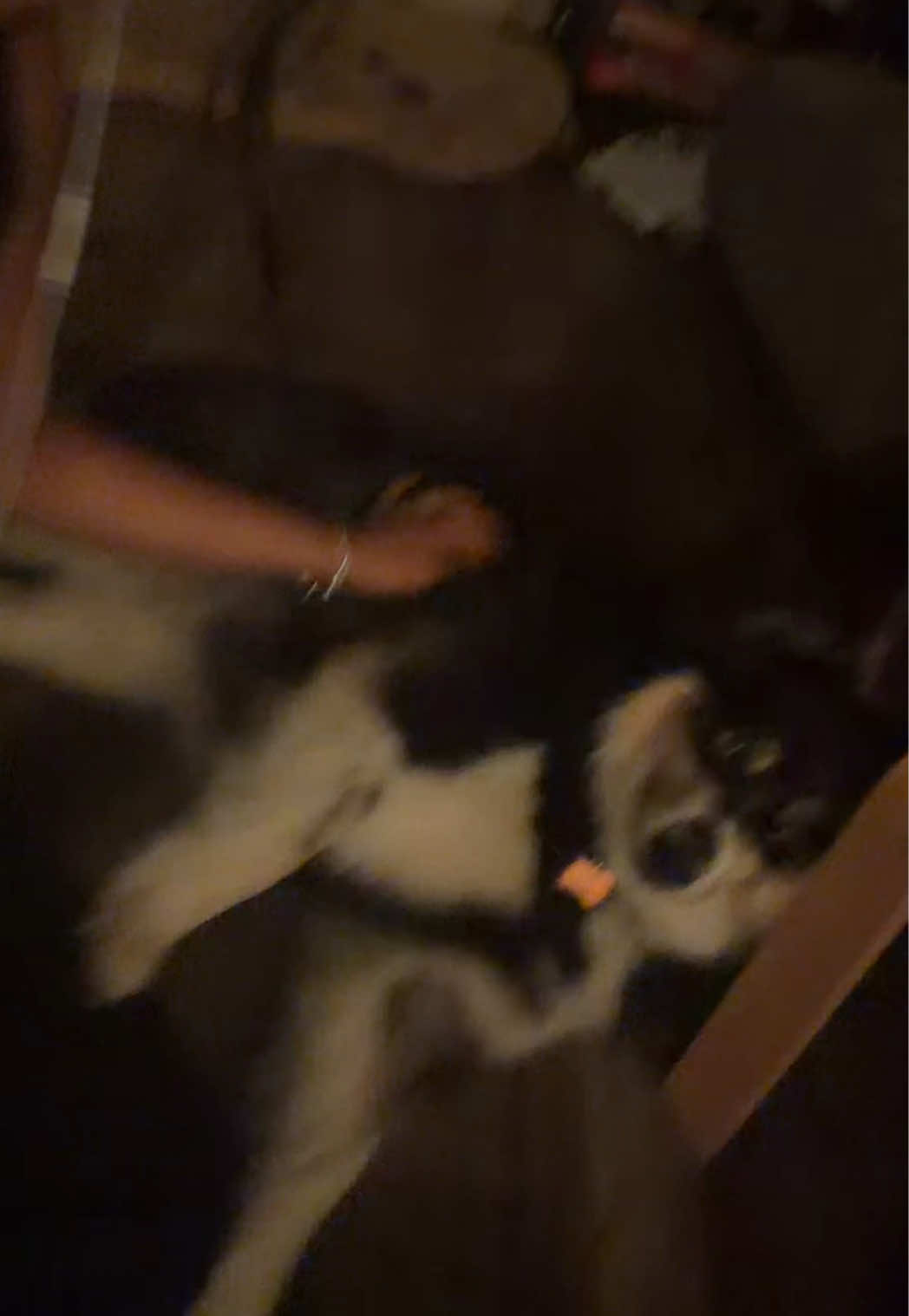 @🐾