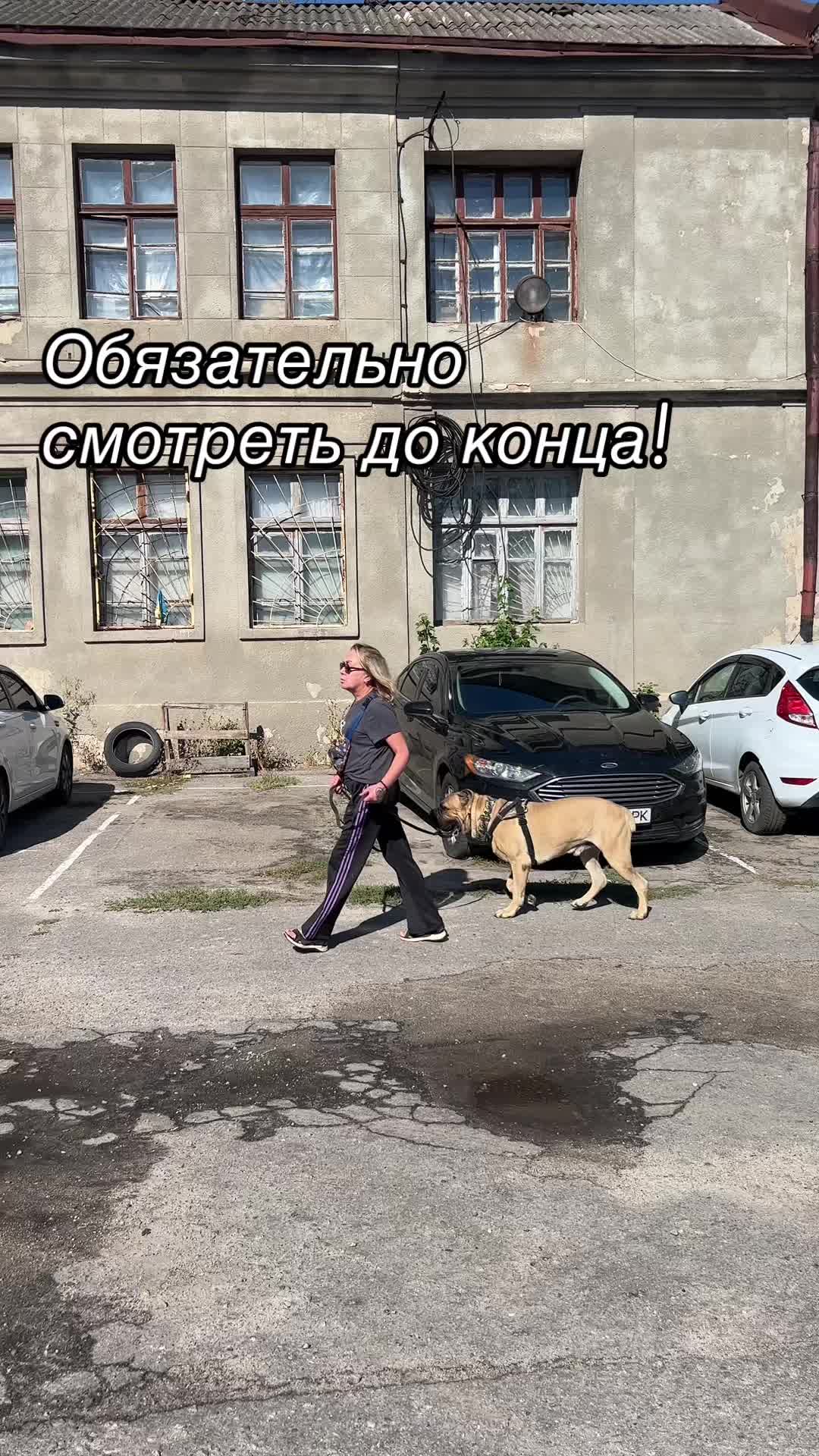 @ДИЗЕЛЬ кане корсо