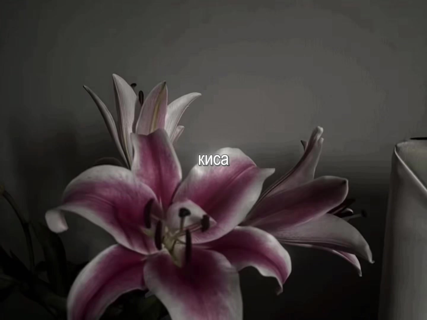 @звуки для липсингов