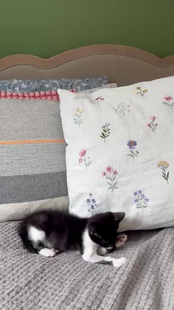 @Glossop Cat Rescue