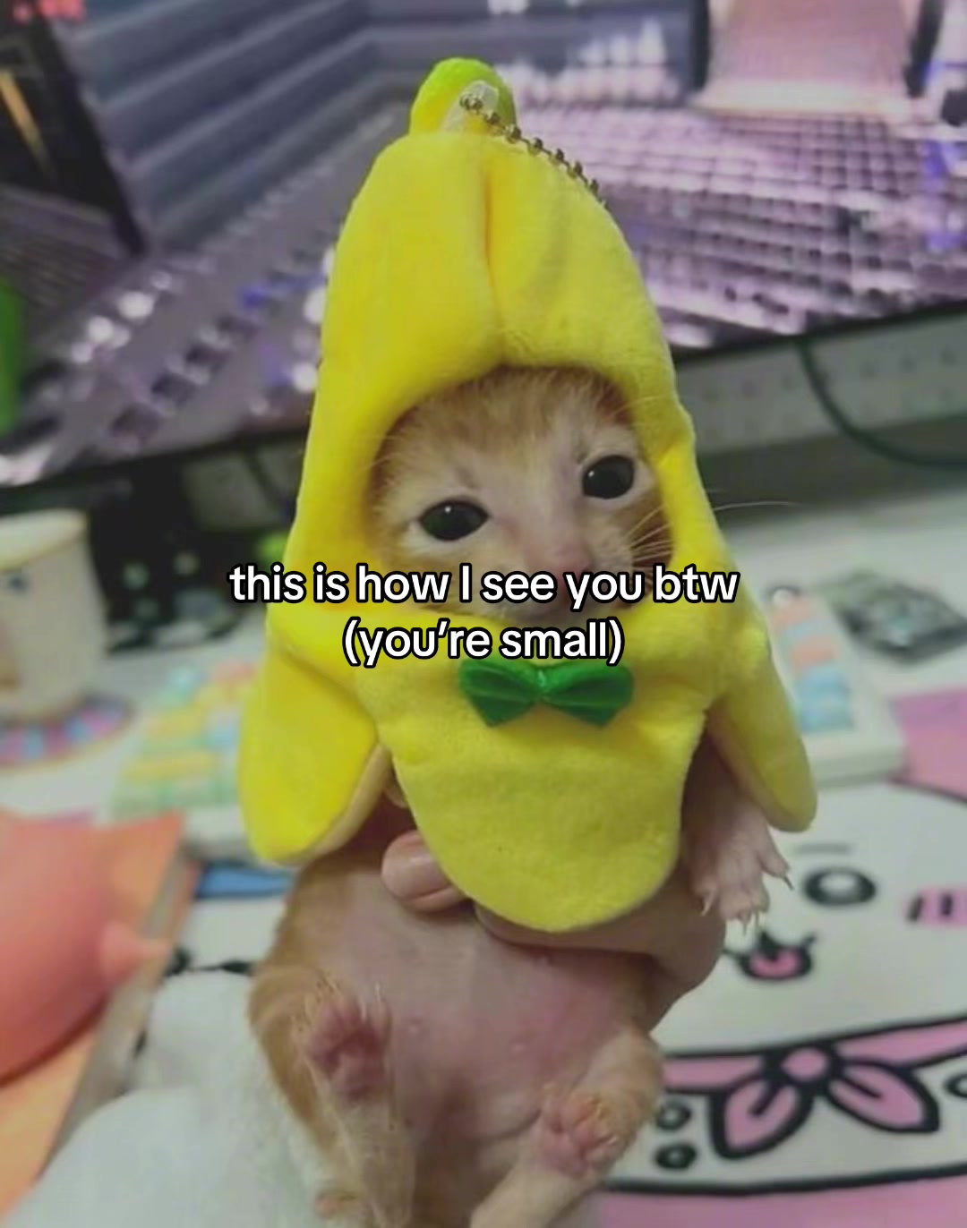 @Alice.cattok