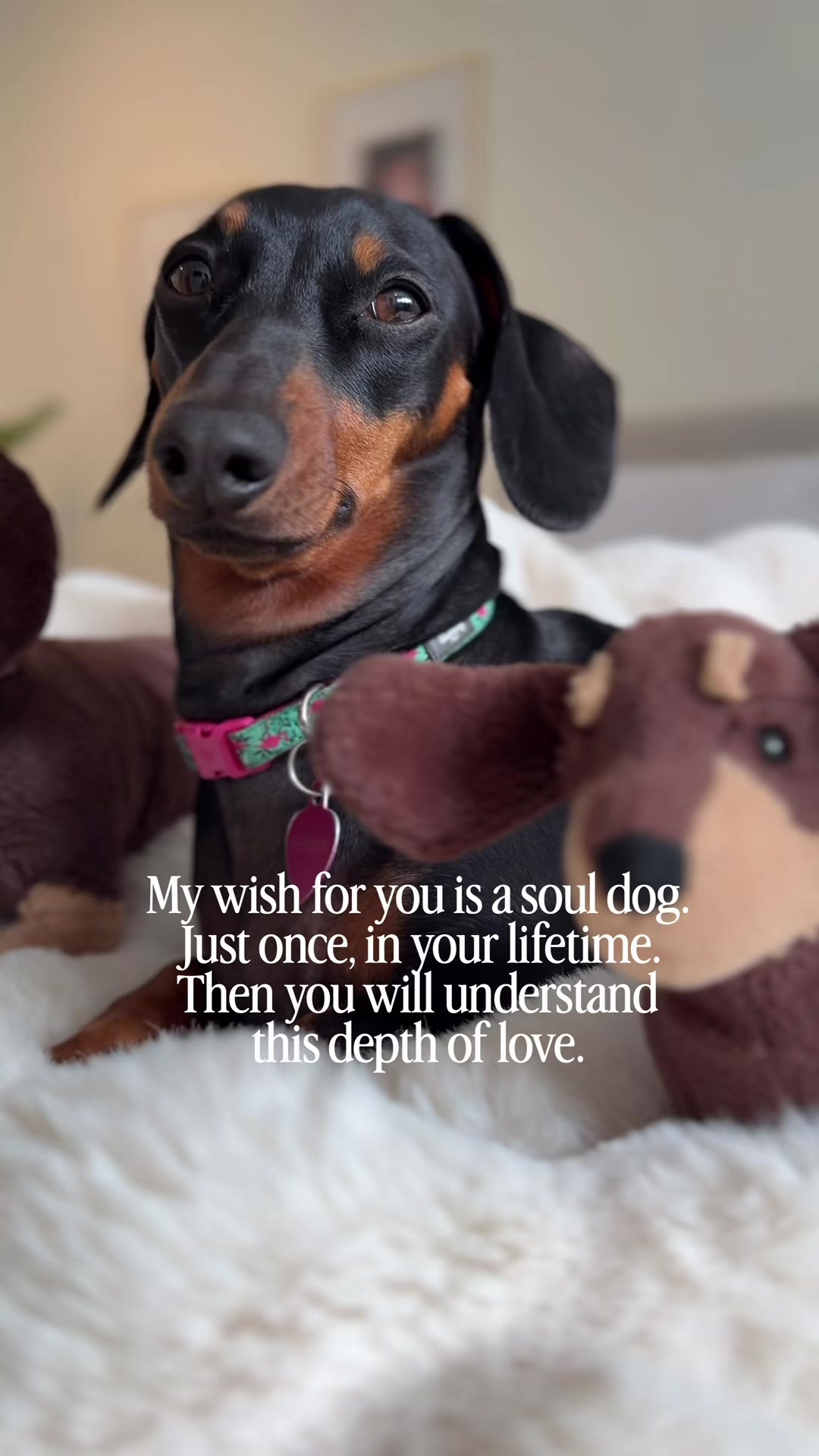 @Penny the Dachshund