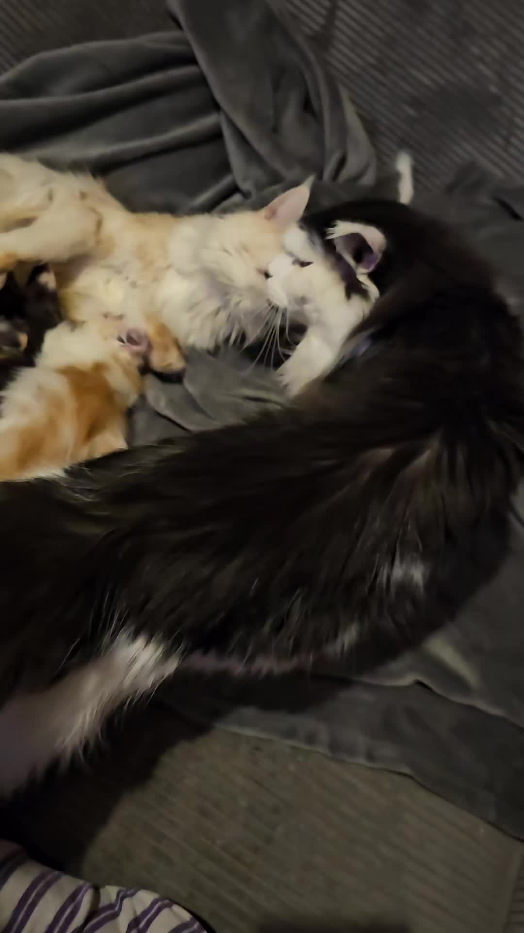 @Gentle Nature's Maine Coon